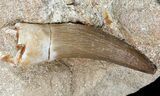 Fossil Plesiosaur (Zarafasaura) Tooth In Rock #56410-1